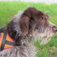 GEORGE, chien à adopter