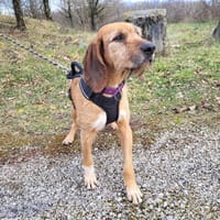 Samira, chienne à adopter