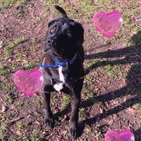 CASAQUE, chien à adopter