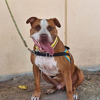 Djoe, chien à adopter