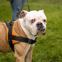 NISKA, chienne à adopter