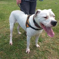 Ramsès, chien à adopter