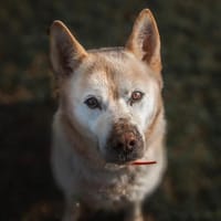 PUFF, chien à adopter