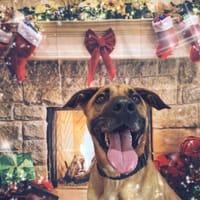 OSLAF, chien à adopter