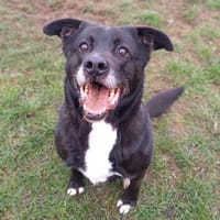 POPEYE G, chien à adopter