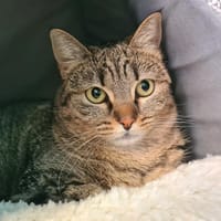 Anita, chatte à adopter