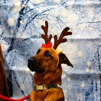 BOUNTY, chien à adopter