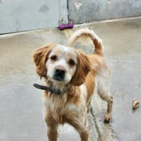 MAURICE, chien à adopter