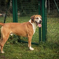 Patto, chien à adopter