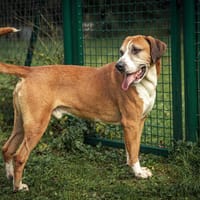 Patto, chien à adopter