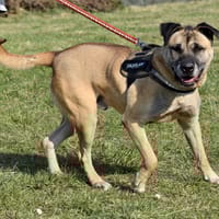 BENJI, chien à adopter