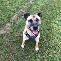 BENJI, chien à adopter