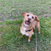 GLOUPS, chien à adopter