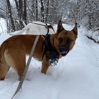 UTOPYA, chienne à adopter
