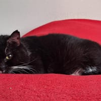 SPARROW, chat à adopter