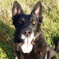 Olly, chien à adopter