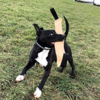 Raiden dit Rainbow, chien à adopter