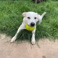 FABIO, chien à adopter