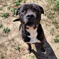 GIZMO CN, chien à adopter