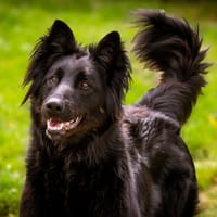 KAYLHI, chienne à adopter