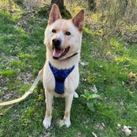 POUCHI, chien à adopter