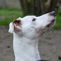 MYRON CHAO, chien à adopter