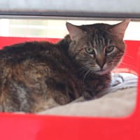 BRICETTE, chatte à adopter