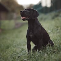 PRACK, chien à adopter