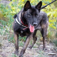 Bougnette, chienne à adopter