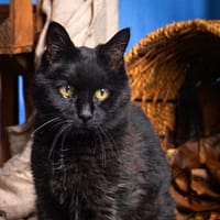 Voyoue, chatte à adopter