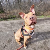 SWEETY PAA22436, chienne à adopter