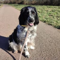 ROXY, chien à adopter