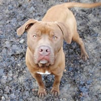 Pastis, chien à adopter