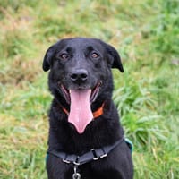 NARCOS, chien à adopter