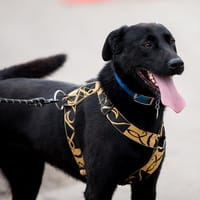 NARCOS, chien à adopter