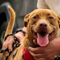KAIRO, chien à adopter