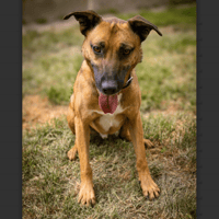 LOKI, chien à adopter