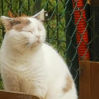 Vickers, chat à adopter