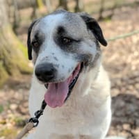 BAMSI, chien à adopter