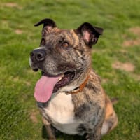 NARCO QCN, chien à adopter