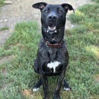 VEGAS, chien à adopter