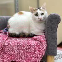 GRANY, chatte à adopter