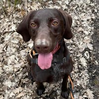 ELIOT PAA22335, chien à adopter