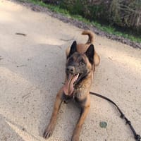 Sam, chien à adopter