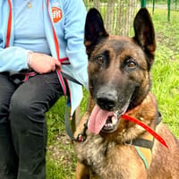 NAUX, chien à adopter