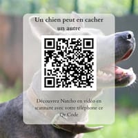 Natcho, chien à adopter