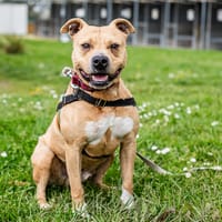 OSLO, chien à adopter