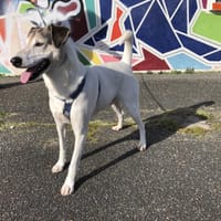 ALPHA, chien à adopter