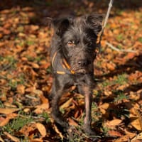CHOCO, chien à adopter