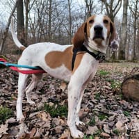 MIKE PAA21935, chien à adopter